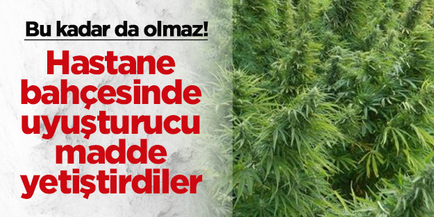 Hastane bahçesinde uyuşturucu madde yetiştirdiler