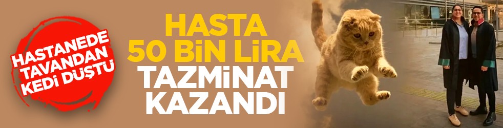 Hastanede tavandan kedi düştü: Hasta 50 bin lira tazminat kazandı