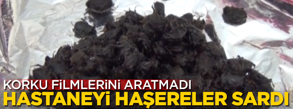 Hastaneyi haşereler sardı! Korku filmlerini aratmadı