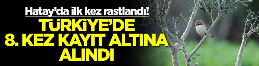 Hatay’da ilk kez rastlandı! Türkiye'de 8. kez kayıt altına alındı
