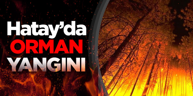 Hatay'da orman yangını