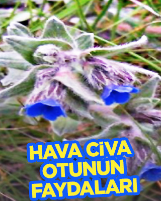 Hava civa otu nedir? Kullanımı ve faydaları: Bir miktar koyan veda etti