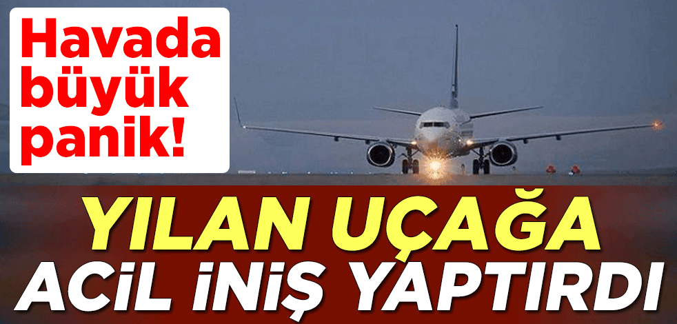 Havada büyük panik! Yılan, uçağa acil iniş yaptırdı