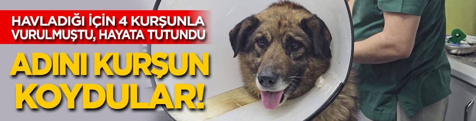 Havladığı için 4 kurşunla vurulmuştu: Adını ‘Kurşun’ koydular!