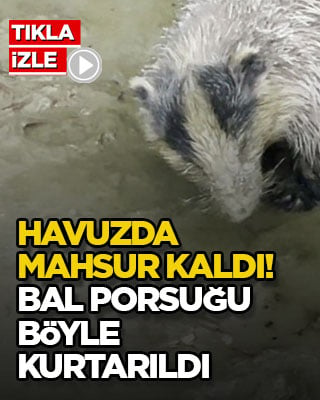 Havuzda mahsur kaldı! Bal porsuğu böyle kurtarıldı
