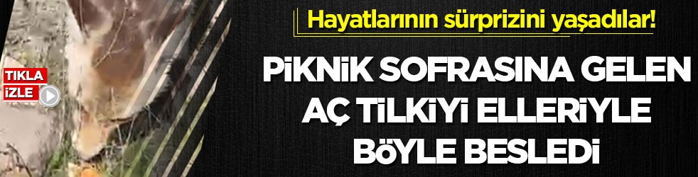 Hayatlarının sürprizini yaşadılar! Piknik sofrasına gelen aç tilkiyi elleriyle böyle besledi