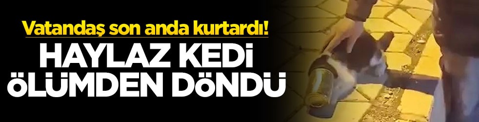 Haylaz kedi ölümden döndü! Vatandaş son anda kurtardı