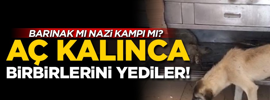 Hayvan barınağında skandal! Açlıktan birbirilerini yediler