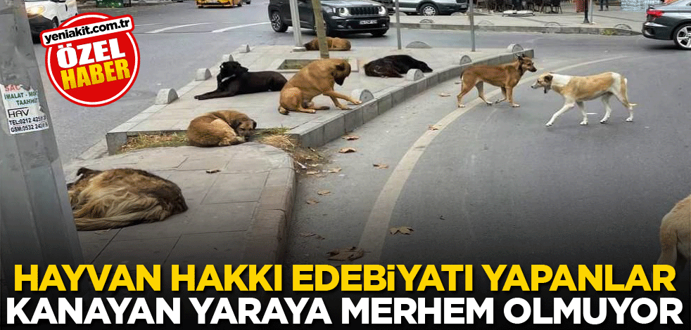 Hayvan hakkı edebiyatı yapanlar kanayan yaraya merhem olmuyor
