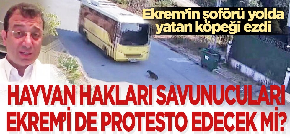 Hayvan hakları savunucuları Ekrem’i de protesto edecek mi? Ekrem'in şoförü yolda yatan köpeği ezdi