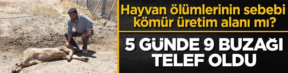 Hayvan ölümlerinin sebebi kömür üretim alanı mı? 5 günde 9 buzağı telef oldu