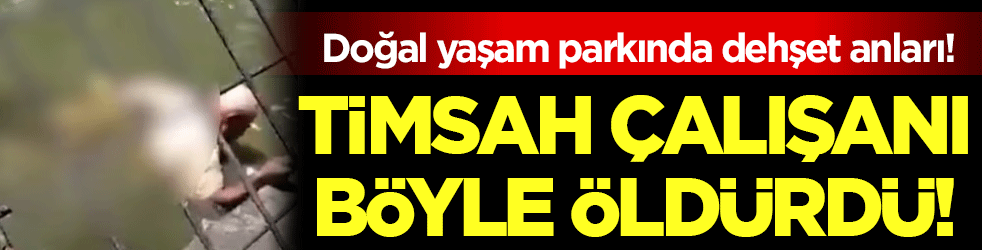Hayvanat bahçesinde dehşet anları: Timsah çalışanı böyle öldürdü!