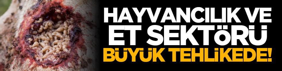 Hayvancılık ve et sektörü büyük tehlikede!