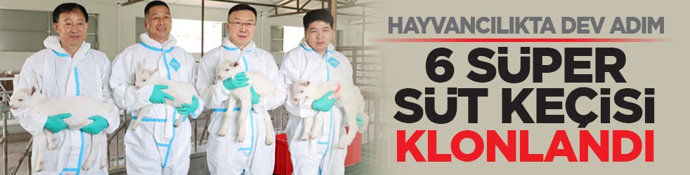 Hayvancılıkta dev adım: 6 süper süt keçisi klonlandı