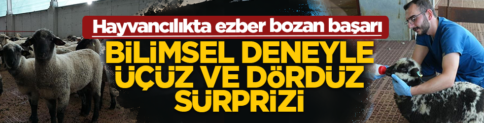 Hayvancılıkta ezber bozan başarı: Bilimsel deneyle üçüz ve dördüz sürprizi