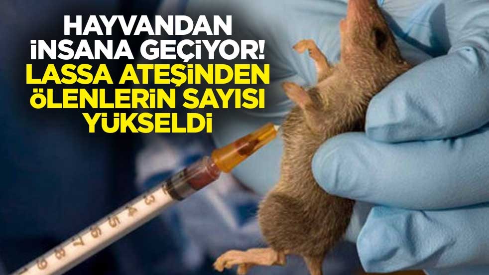 Hayvandan insana geçiyor! Lassa ateşinden ölenlerin sayısı yükseldi