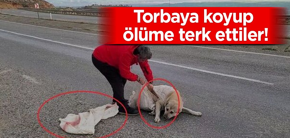 Hayvanı görün bakın nerede buldular! Maalesef torbaya koyup ölüme terk ettiler! Böyle ilk kez göreceksiniz