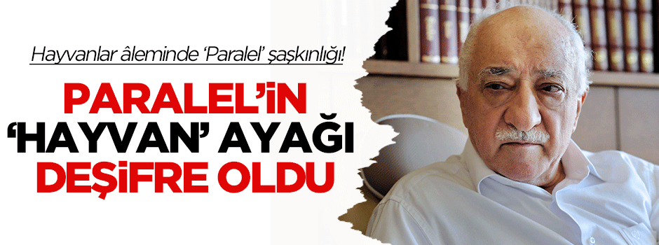 Hayvanlar aleminde 'Paralel' şaşkınlığı!