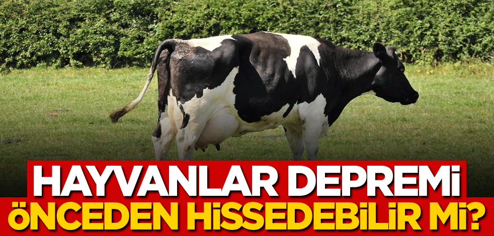 Hayvanlar depremi önceden hissedebilir mi?