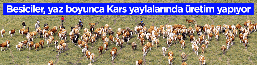 Hayvanlar yüksek rakımlı meralarda otluyor! Besiciler de yaz boyunca yaylalarda üretim yapıyor