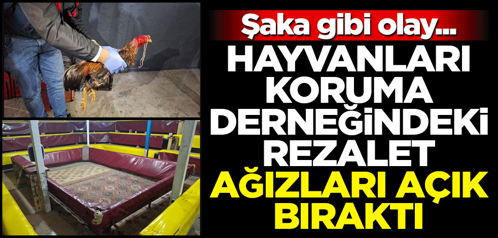 Hayvanları koruma derneğinde büyük rezillik