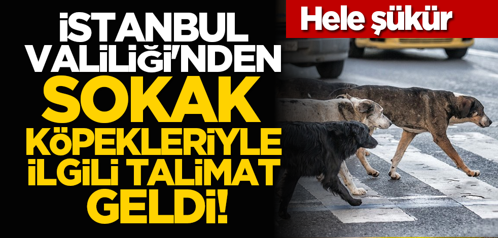 Hele şükür... İstanbul Valiliği'nden sokak köpekleriyle ilgili talimat geldi!