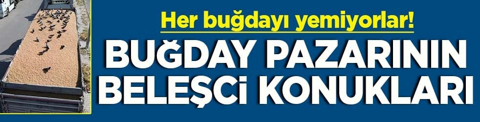 Her buğdayı yemiyorlar! Buğday pazarının beleşçi konukları
