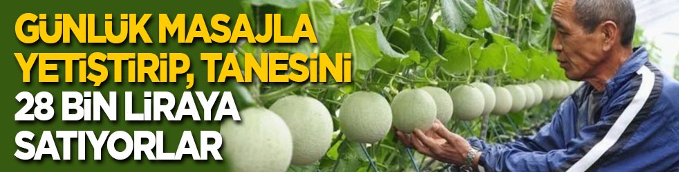 Her gün masaj yaparak yetiştiriyor, tanesini 28 bin liraya satıyorlar!