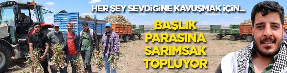 Her şey sevdiğine kavuşmak için… Tarlada başlık parasına sarımsak topluyor