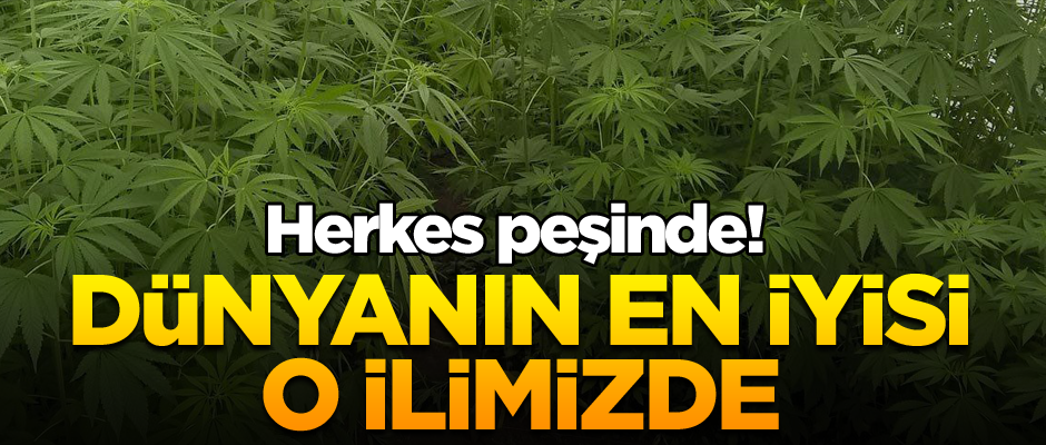 Herkes peşinde! Dünyanın en iyisi o ilimizde