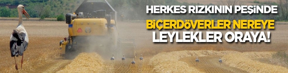 Herkes rızkının peşinde! Biçerdöver nereye leylekler oraya