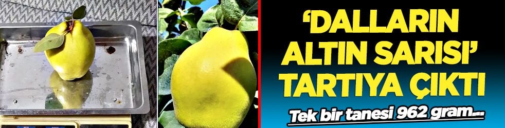 Herkes şaşırdı kaldı: Sakarya'nın ‘dalların altın sarısı’ tartıya çıktı ve...