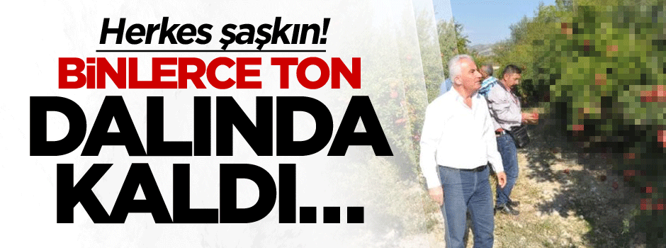 Herkes şaşkın! Binlerce ton dalda kaldı…