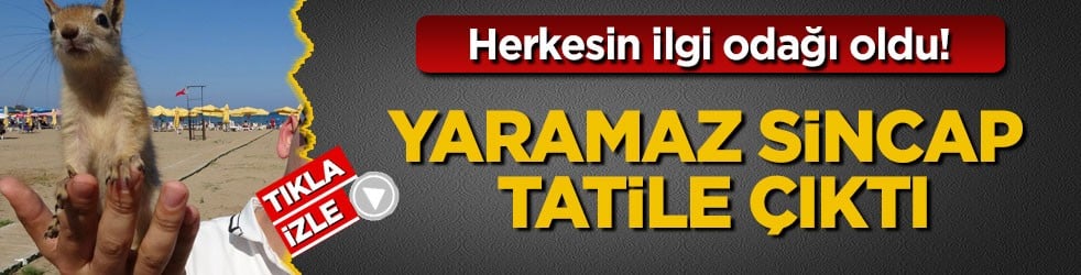 Herkesin ilgi odağı oldu! Yaramaz sincap tatile çıktı