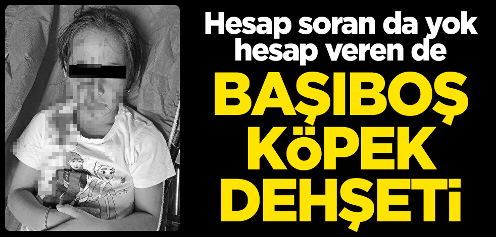 Hesap soran da yok hesap veren de... Başıboş köpek dehşeti