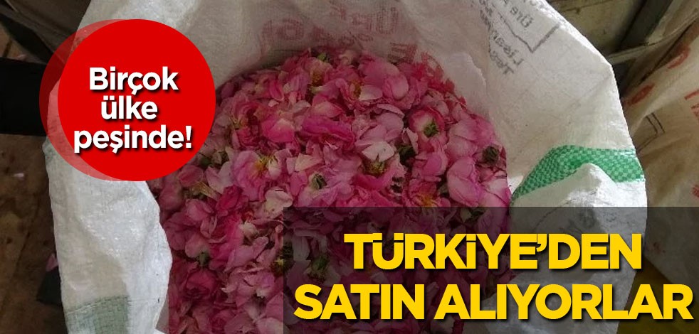 Hindistan ve birçok ülkeye yapılan dev sipariş! Türkiye'ye talep var! Bu kez Türkiye'nin gülü gündem oldu