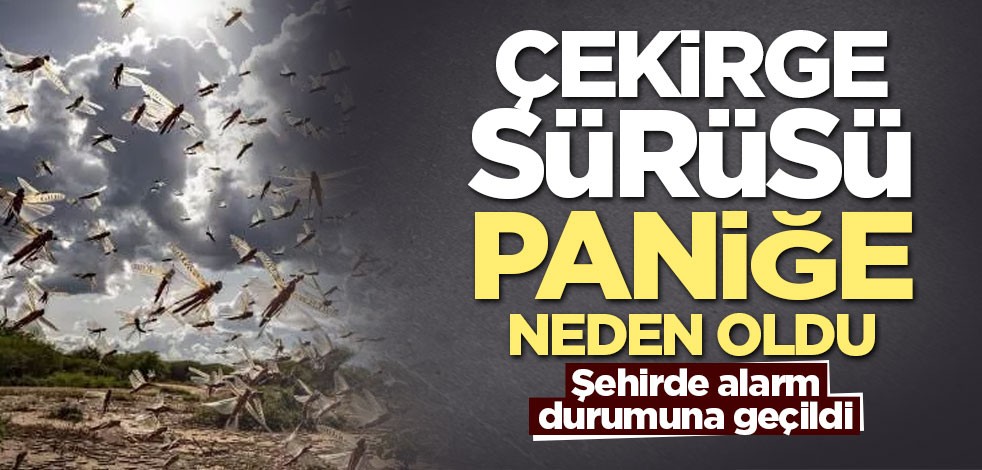 Hindistan’da çekirge sürüsü paniğe neden oldu