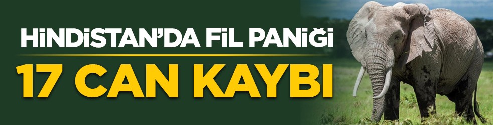 Hindistan’da fil paniği: 17 can kaybı