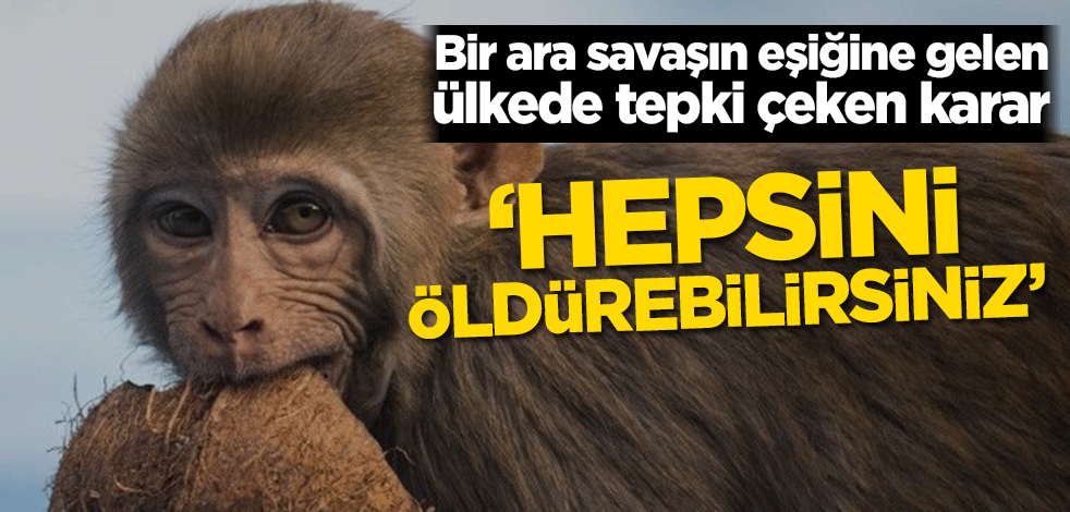 Hindistan'da maymun kararı! 'Öldürebilirsiniz'