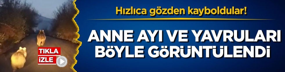 Hızlıca gözden kayboldular! Anne ayı ve yavruları böyle görüntülendi