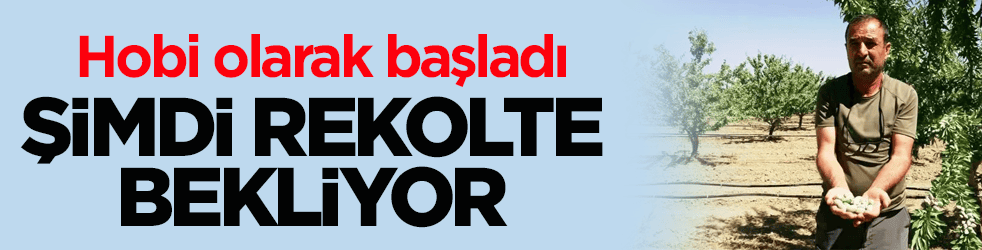 Hobi olarak başladı! Şimdi rekolte bekliyor