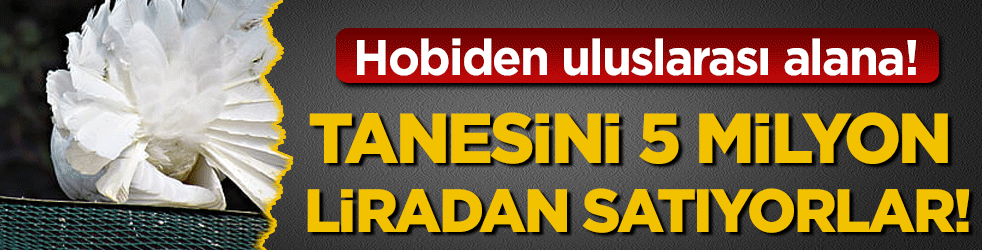 Hobiden uluslarası alana: Tanesini 5 milyon TL'den satıyorlar!