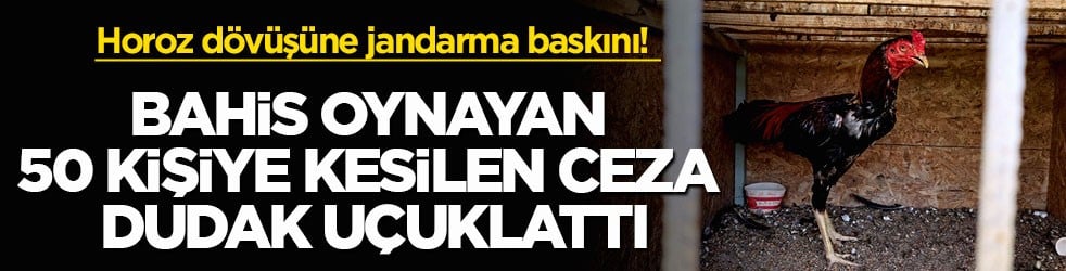 Horoz dövüşüne jandarma baskını! Bahis oynayan 50 kişiye kesilen ceza dudak uçuklattı
