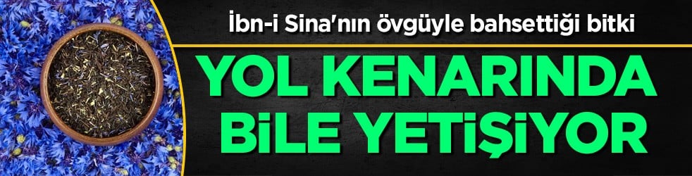  İbn-i Sina'nın övgüyle bahsettiği bitki: Potansiyel özellikleri var! Yol kenarında bile yetişiyor, çare oluyor