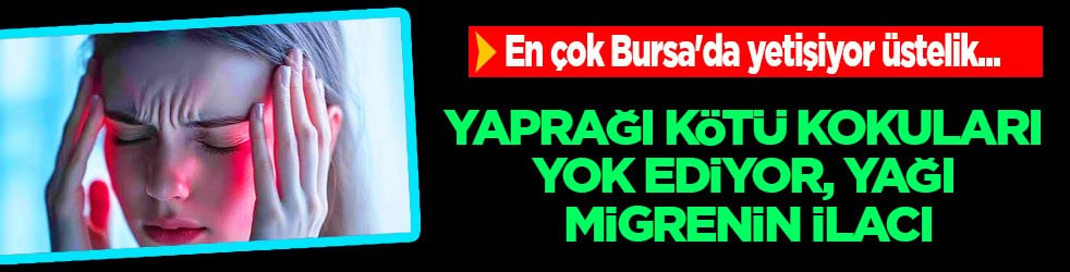 İbn-i Sina’nın asırlık şifa yaprağı: Kokuyu yok ediyor, en çok Bursa'da yetişiyor! Bilinmeyen mucizevi faydaları