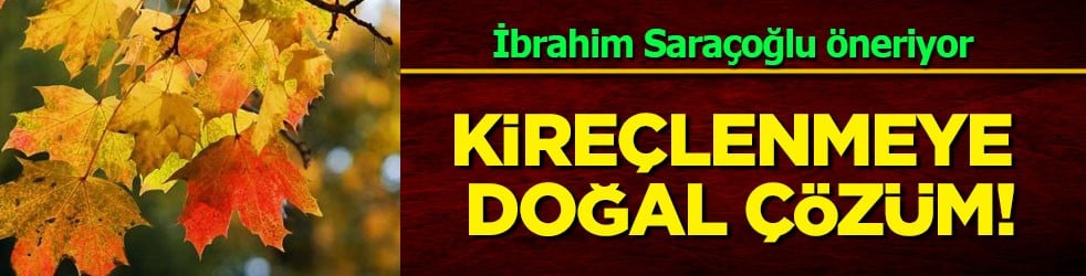 İbrahim Saraçoğlu tarifi verdi: Çınar yaprağı kireçlenme kürü: Dizlerde kireçlenmeye doğal çözüm