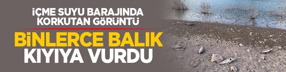 İçme suyu barajında korkutan görüntü: Binlerce balık kıyıya vurdu