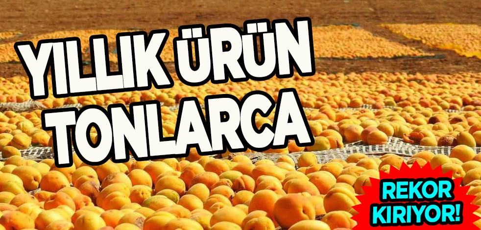 Iğdır'ın sarı altını! Kayısıyı ayıran özellik bu diyen vatandaş tonlarca geliyor dedi! Fiyatlarına ilişkin açıklama