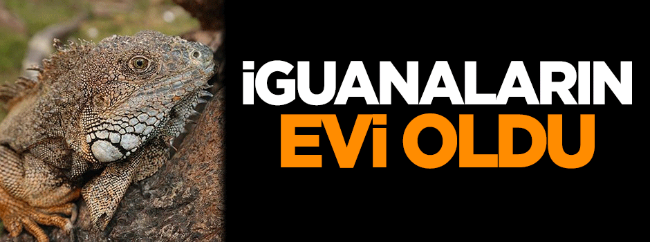 İguanaların evi oldu