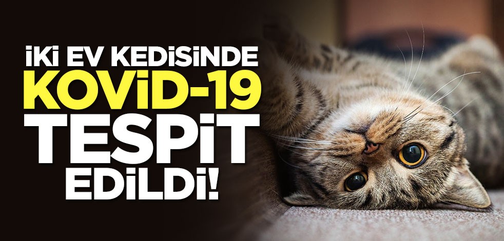 İki ev kedisinde Kovid-19 tespit edildi!